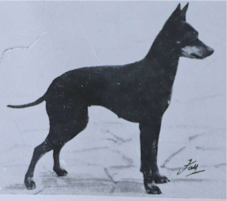 english toy terrier5